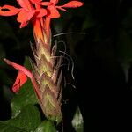 Aphelandra aurantiaca Çiçek