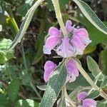 Phlomis purpurea Flor