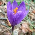 Crocus nudiflorus Flower