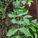 Malpighia emarginata Leaf