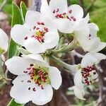 Pyrus salicifolia Flower