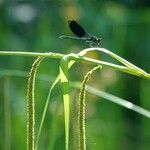 Carex pendula Hostoa