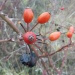 Rosa canina Fruit