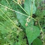 Verbascum chaixii Leaf