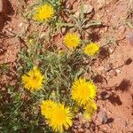 Inula montana Leaf