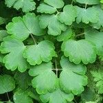 Aquilegia nigricans Leaf