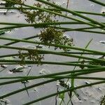 Juncus effusus Voninkazo
