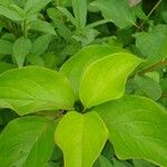 Cornus amomum Ліст