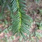 Taxus baccataFeuille