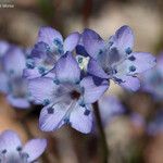 Gilia achilleifolia Λουλούδι