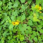 Chamaecrista fasciculataFlower