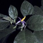 Solanum subinerme Flower