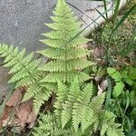 Dryopteris intermedia Hoja