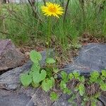 Doronicum plantagineum ശീലം