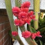 Aporocactus flagelliformis Fleur