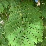 Caesalpinia pulcherrimaبرگ