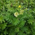 Astragalus frigidus Floare