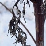 Artemisia vulgaris Foglia
