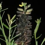 Crotalaria goreensis Fruit