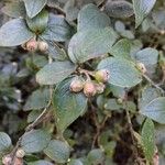 Cotoneaster dielsianus ഫലം