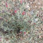 Echium angustifolium Flower