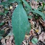 Barleria oenotheroides Leht