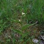 Cephalanthera damasonium Λουλούδι
