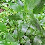 Hypoestes forskaolii Leaf