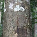 Virola michelii Corteza