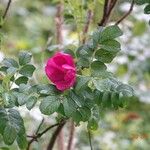 Rosa rugosa Συνήθη χαρακτηριστικά