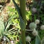 Eryngium yuccifolium Kůra