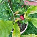 Synsepalum dulcificum Fruit