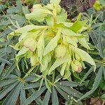 Helleborus foetidus Hábito