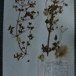 Clematis brevipes Otro