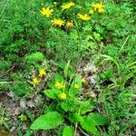 Hieracium murorum आदत