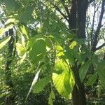 Ulmus rubra Leaf