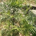Afrocarpus gracilior Fuelha