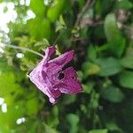 Clematis viticella Flower