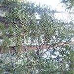 Juniperus occidentalis Характер