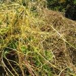 Cuscuta campestris Habit