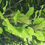 Chasmanthera dependens Alia