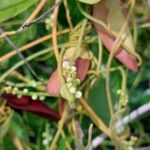 Cassytha filiformis Flor