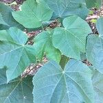 Dombeya burgessiae Лист