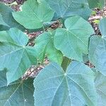 Dombeya burgessiae 葉