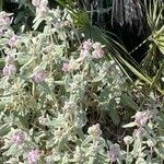 Phlomis purpurea Агульны выгляд