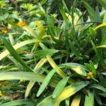 Maxillaria variabilis Агульны выгляд