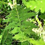 Cirsium muticum Feuille