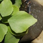 Adiantum peruvianum 葉