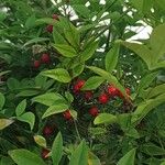 Nandina domestica Frucht