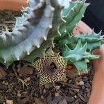 Huernia zebrina Λουλούδι